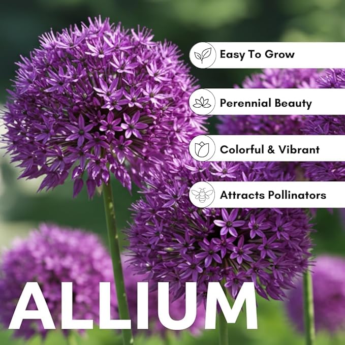 Purple Allium Bulbs for Planting - Easy to Grow Perennial Flowers, Top Size Bulbs, Large Spherical Blooms (5 Bulbs)