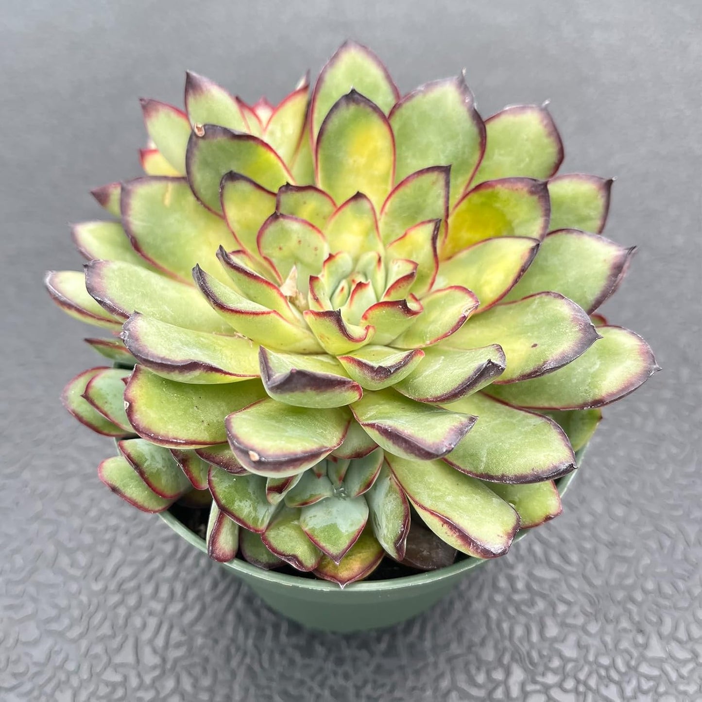 Live Succulents Echeveria 'Mexican-pulidonis' (4-inch), Succulent Plants Fully Rooted in Pots with Soil, Easy-Care House Plant for DIY, Home Office Decor, Wedding Party Favor