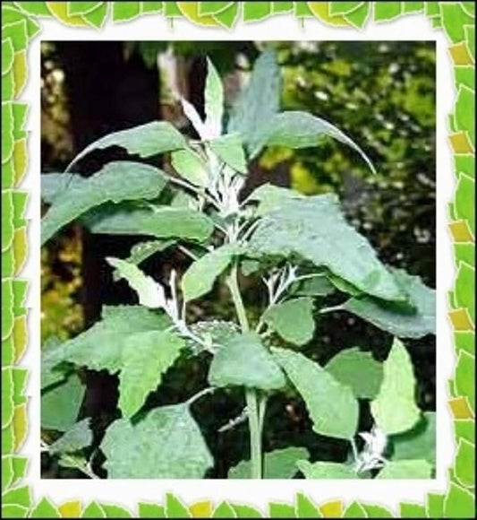 KVITER 1000 Lambs Quarter Seeds (Chenopodium Album) Goosefoot - Heirloom, Edible Weeds - Ideal for Organic Herb Gardens, Medicinal Planting & Non GMO Seeds