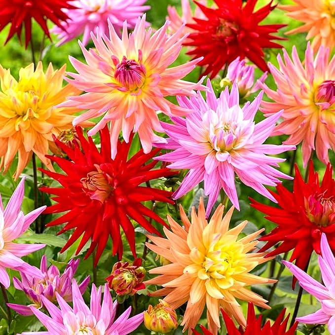 Needle Dahlia Multicolor Seed Mix 50+ Non-GMO Seeds for Planting Flowers Cactus Dahlia