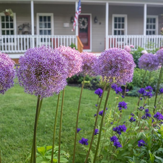 Blue Garden Flower Collection โ 40 Bulbs | Rare Spring Blooming Perennials: Purple Alliums, Blue Tulips, Muscari, Anemone | Attracts Butterflies & Bees โ Zones 3โ9