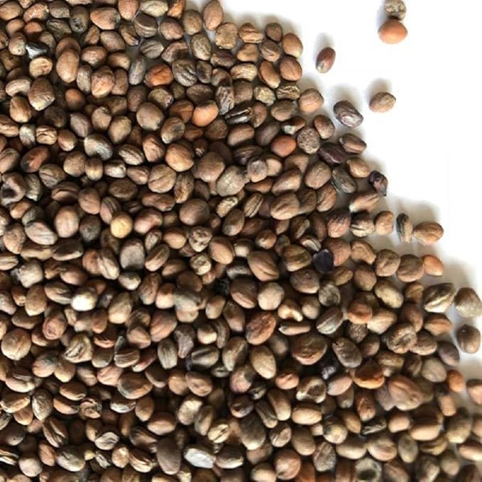 Rambo Radish Sprouting Seed, Non GMO - 12 oz - Country Creek Brand - Rambo Radish Sprouts, Garden Planting, Cooking, Soup, Emergency Food Storage, Vegetable Gardening, Juicing, Cover Crop