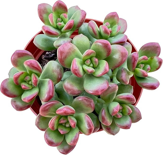 Sprout N Green 4'' Sedum lucidum Obesum, Live Succulent Fully Rooted in Pots with Soil Mix, Rare House Plant for Home Office Indoor Outdoor Wedding Decor, DIY Projects, Party Favor