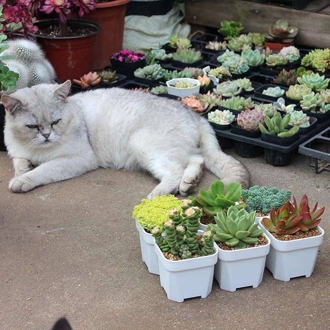BangQiao 60 Pack 3.15 Inch Small White Plastic Square Nursery and Seedling Pot with Drainage Hole for Germination, Cactus, Herb, Succulent