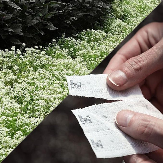 Park Seed Easy DIY Planting Sow Effortless Collection Seed Tape, Sweet Alyssum Snow Crystals, 15 Feet