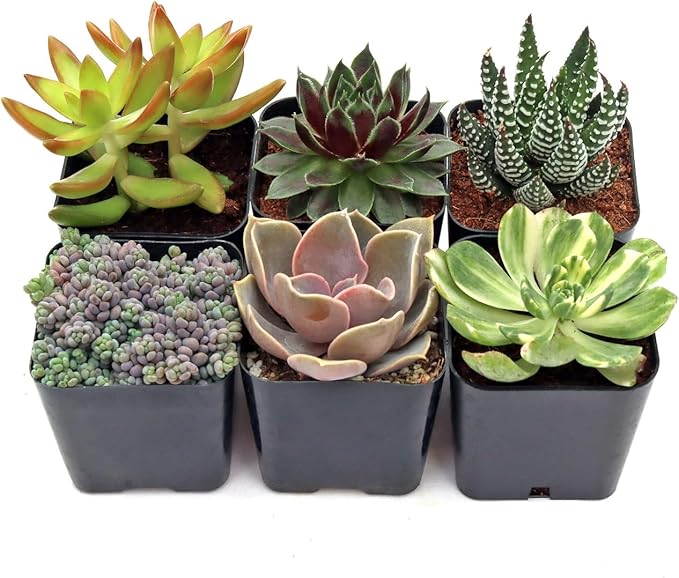Mountain Crest Gardens Ultimate Succulent Variety Pack - 6 Unique Live Plants, Rooted in 2 inch Pots - Indoor/Outdoor Real Succulents for Garden Decor, Favors, DIY Arrangements