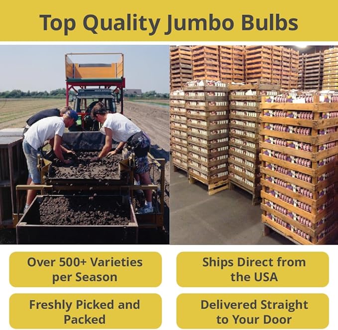 100 Mixed Daffodil Bulbs – Bulk Pack of Spring-Blooming Narcissus – Deer Resistant & Cold Hardy – Easy Fall Planting - Plant in Gardens, Borders & Flowerbeds - Willard & May