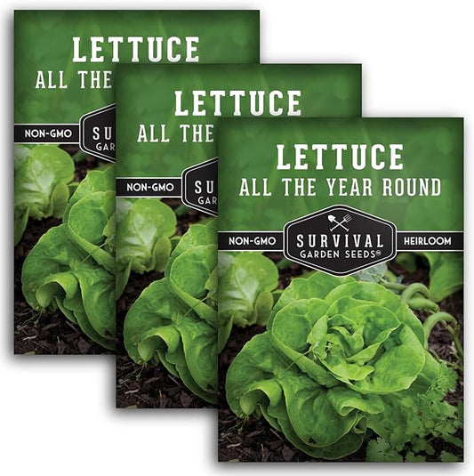 All The Year Round Lettuce Seed for Planting - 3 Packets with Instructions to Plant & Grow Adaptable Salad Greens in Your Home Vegetable Garden - Non-GMO Heirloom Variety - Survival Garden Seeds