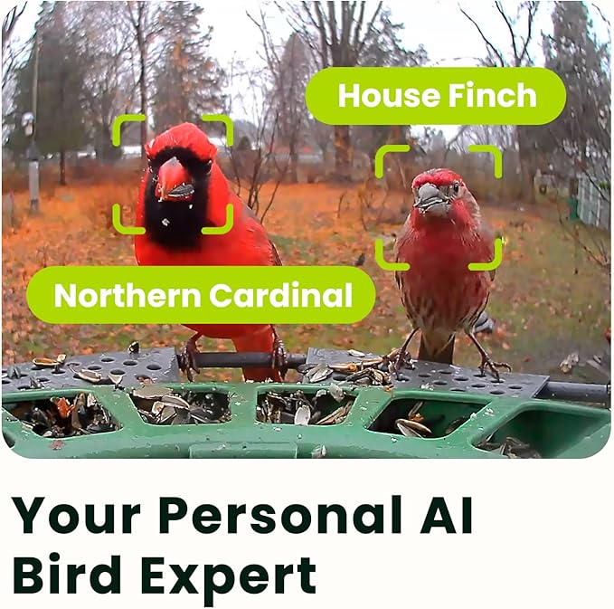Birdfy 2 Smart Bird Feeder with Camera, AI Identifies Bird Species, 2K Dual-Lens + Side HD Camera for Live Streaming & Feeding View, Solar-Powered Backyard Birdwatching Gift Present