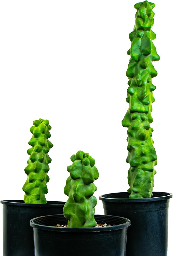 Cactus Outlet - Totem Pole Live Cactus, Cactus Plants Live, Live Plants Indoor & Outdoor Use 12-18” - Rare Large Live Cactus - Landscape Ready Large Cactus Plant Live Delivered Right to Your Door