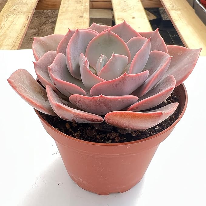 Sprout N Green Live Echeveria 'Dusty Rose', 1 Pack Rare Mini Succulent Plant Fully Rooted in 4" Pot, Real House Plant for Indoor Outdoor Home Office Wedding Decoration Party Favor