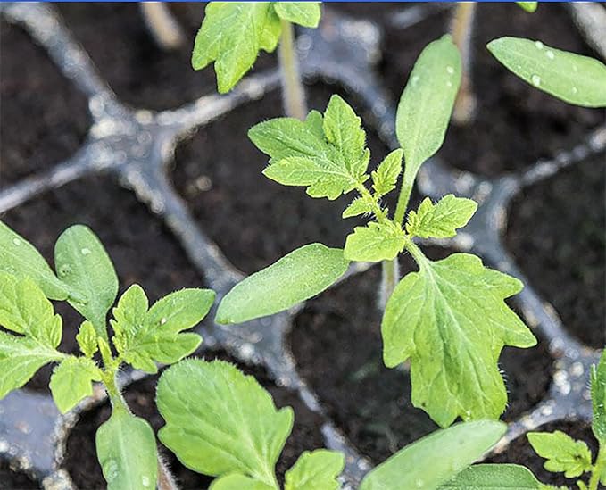 Sweetie Cherry Tomato Seeds - Very Sweet and Perfect for Caprese Salad - 50 Seeds