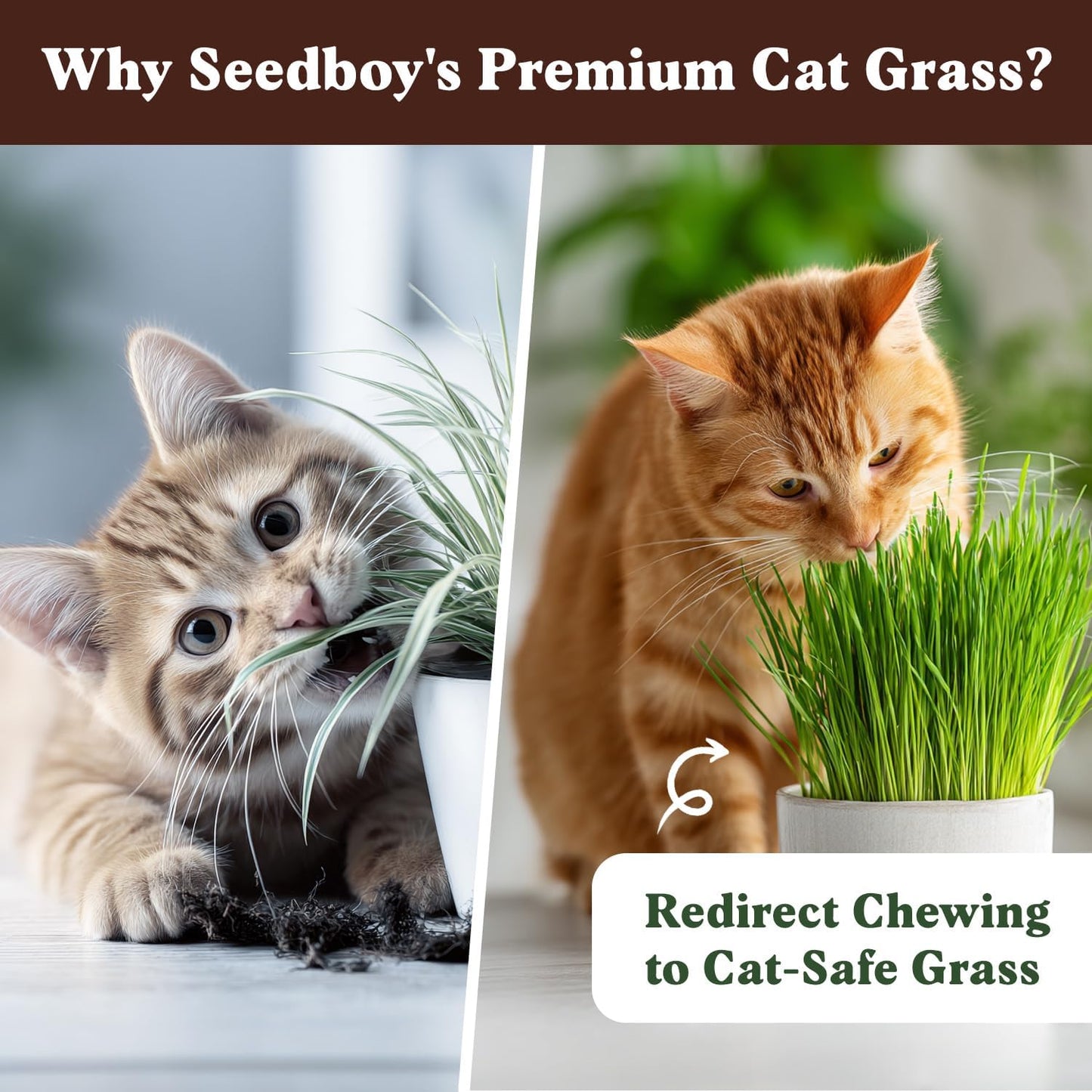 Seedboy Organic Cat Grass Seeds for Planting, Non-GMO Wheat, Oat, Rye, and Barley Cat Grass for Indoor Cats (16 oz)