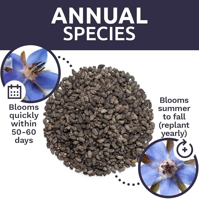 Borage Seeds – Bulk Quarter Pound Bag – Over 5,000 Open Pollinated Non-GMO Wildflower Seeds – Borago officianalis