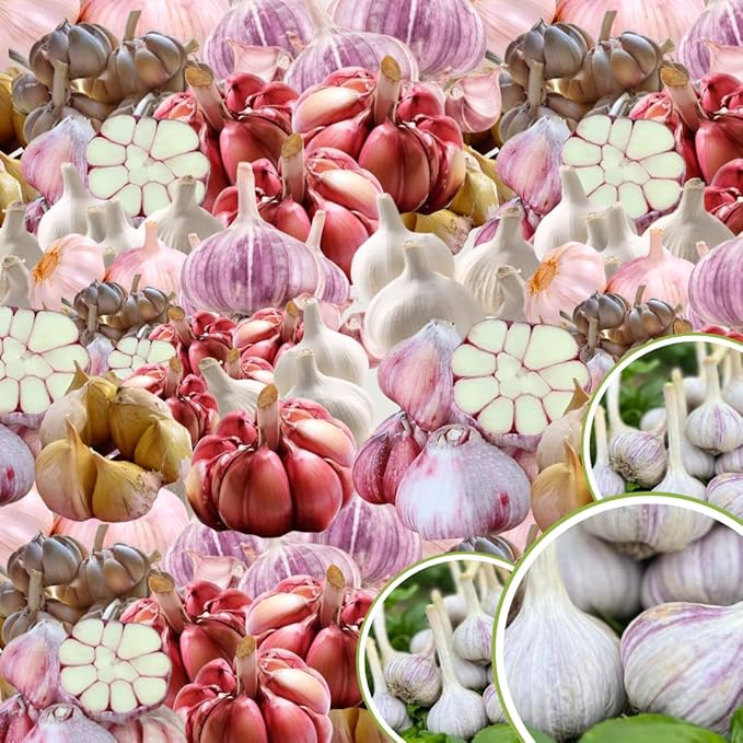 1 Pound Garlic for Planting in Fall Hardneck Softneck, 8-10 Top Size Garlic Bulbs for Planting, Fresh and High Yield Bulb Variety Pack, Hardy and Fast Growing (Random Mix)