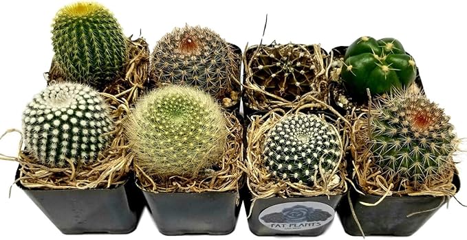 Fat Plants San Diego Mini Cactus Plants in Plastic Planters