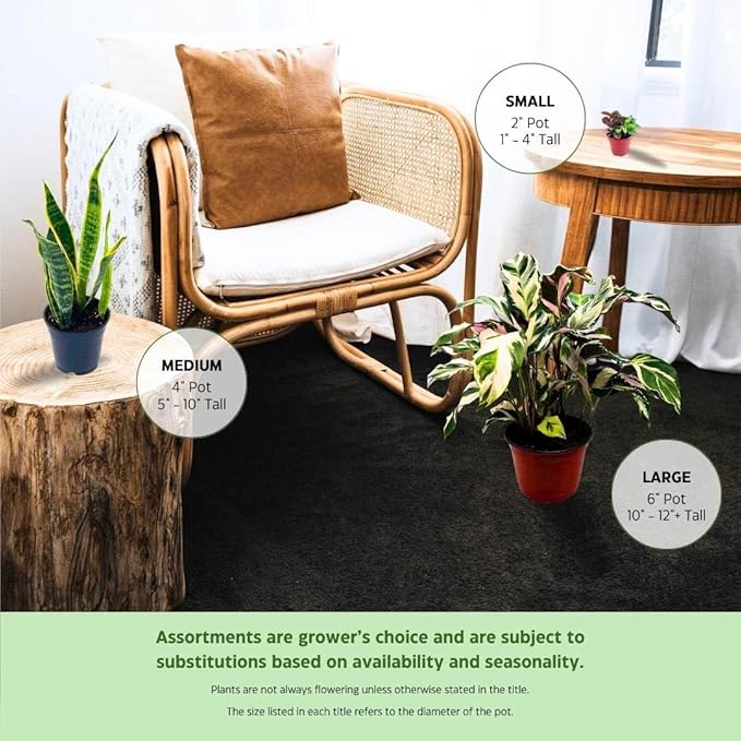 BubbleBlooms Blue Myrtle-Cactus, Myrtillocactus Geometrizans, Blue Candle Stick Cactus, in 4 inch Pot, Long Well Rooted & Healthy