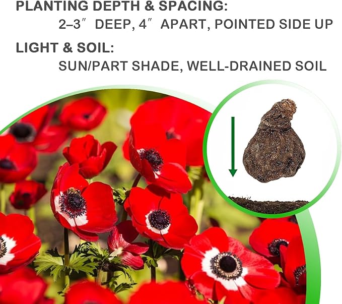 Lieutenant Anemone Flowers โ 30 Bulbs | Vibrant Pink, Red, Blue, Purple & White Spring Blooms | Ideal for Cut Flowers, Garden Beds & Containers โ Pollinator Friendly | Zones 3โ10