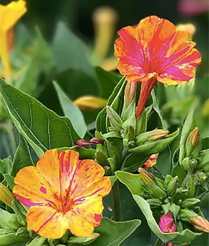 80 Broken Colors Four O'Clock Seeds - Tender Perennial That Reseeds Easily