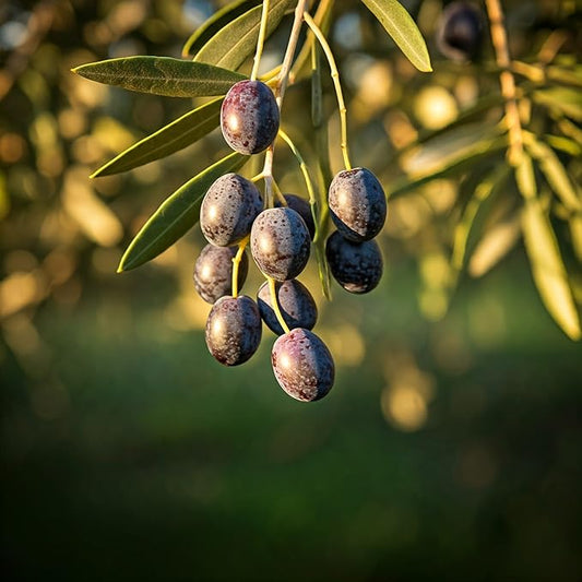 Tree Grow Kit | Easy to use | Educational | Memorial Gift | Plant It for The Planet | Grow Your Own Tree |Wide Selection to Choose from (Olive)