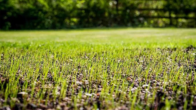 Envy Turf Type Tall Fescue Grass Seed - 25lbs. - 100% Weed Free - Drought Tolerant - Disease Resistant - Dark Green Color