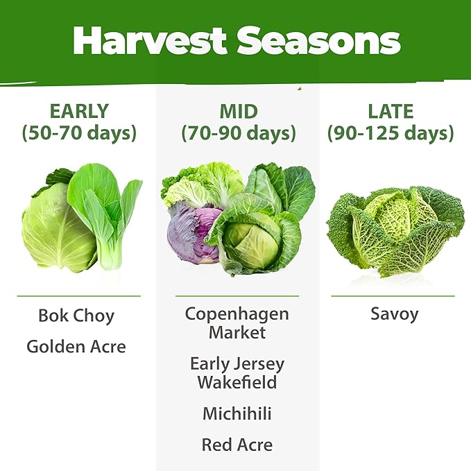 HOME GROWN 7 Cabbage Seeds for Planting - 2000+ Heirloom π‘π’π‘-ππ π’ π¨π¦π Seeds - Golden Acre,BokChoy,Savoy,Michihili, Red Acre, Copenhagen Market,Jersey Wakefield - Vegetable Seeds for Planting