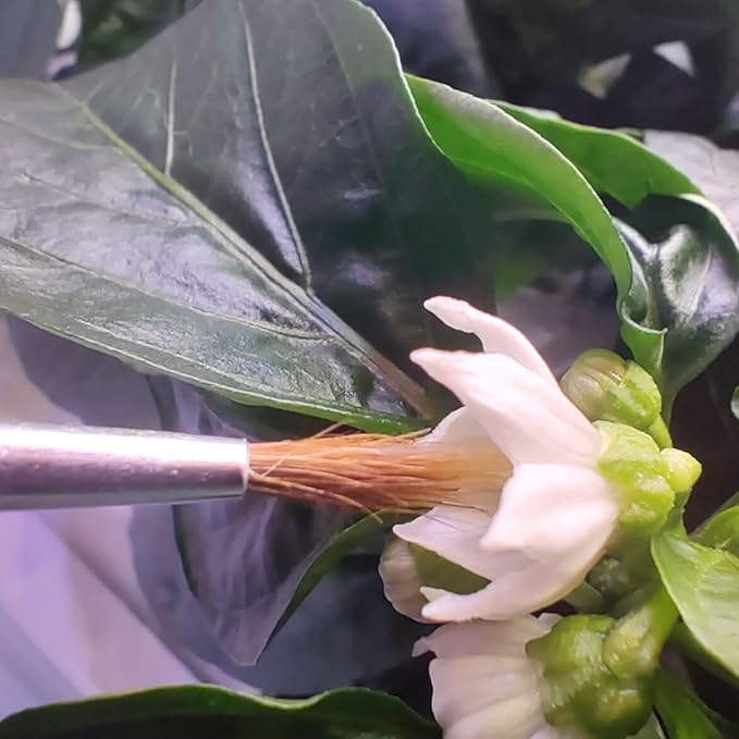 10 Pack Pollination Brush for Indoor Hydroponic Garden,Suitable for Tomatoes, Peppers and Other Flowering Plants Grown in Hydroponic Growing System