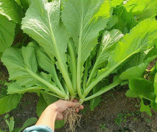 2000 Organic Mustard Green Seeds - Cải Bẹ Xanh - Leaf Mustard, GAI Choy - Non-GMO, Heirloom, Made in USA 99% Germination Rate - Vegetable for Yard & Garden Planting