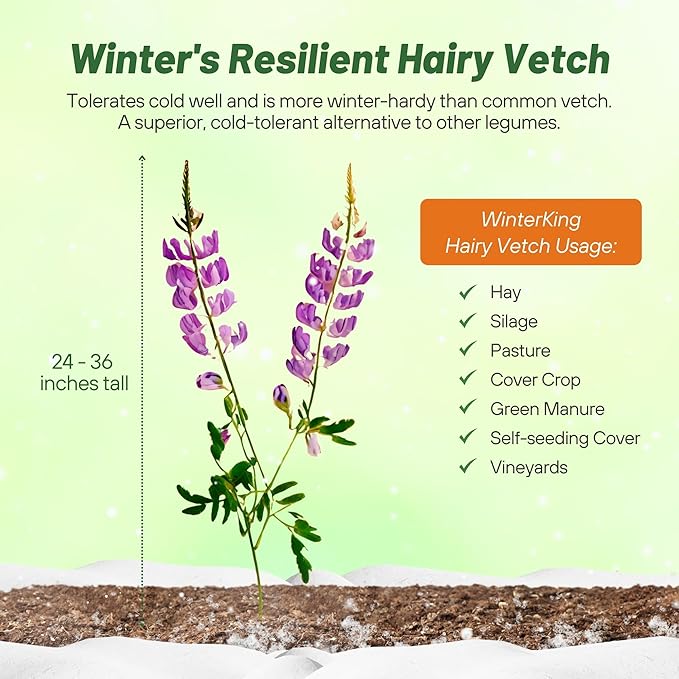 Outsidepride Hairy Vetch Cover Crop Seeds - 1 oz Cold Tolerant, Winter Hardy - Ideal for Soil Improvement, Green Pasture, Hay & Livestock Forage - Pollinator Friendly Garden Seeds, Ground Cover