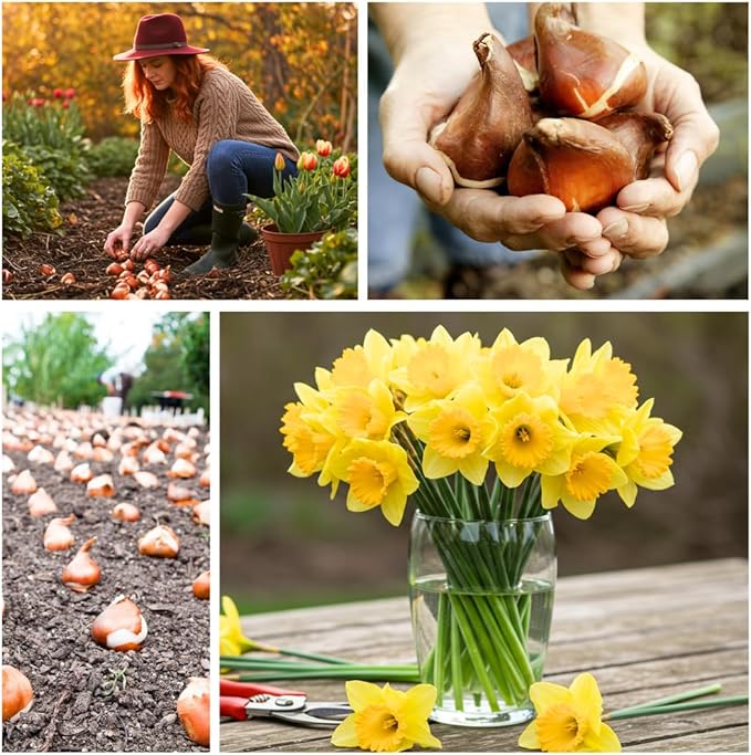 Daffodil Mix Bulbs for Planting - Easy to Grow Perennial Flowers for Garden or Containers (50 Bulbs)
