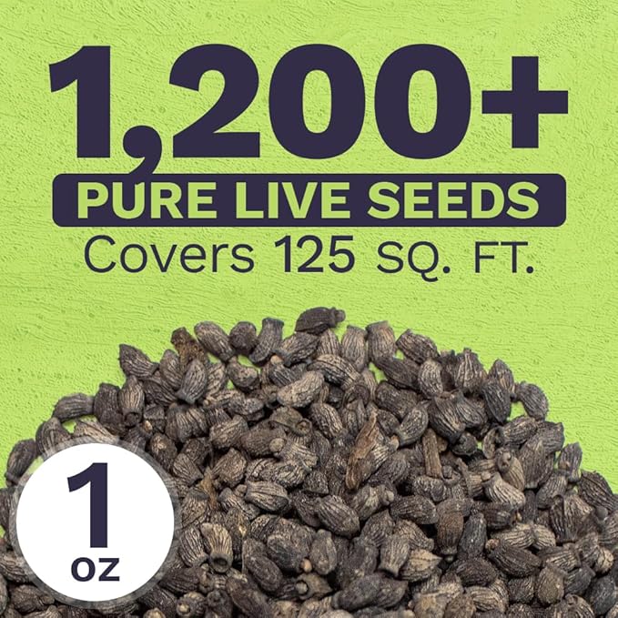 Borage Seeds – Extra Large Packet – Over 1,200 Open Pollinated Non-GMO Wildflower Seeds – Borago officianalis