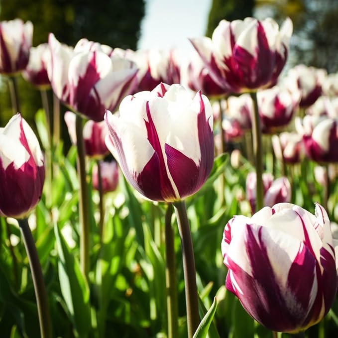 Blueberry Ripple Tulip Flowers -10 Bulbs - Vibrant Purple & White Perennial Blooms | Dramatic Spring Rembrandt Tulips for Garden & Cut Flowers | Pollinator Friendly | USDA Zones 3โ8