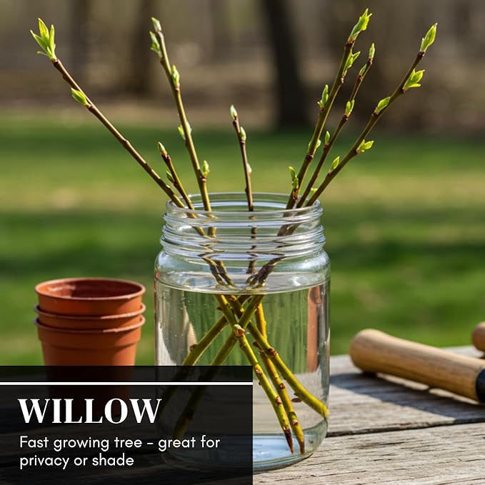 10 Aussie Willow Tree Cuttings to Grow - Fast Growing Tree for Privacy or Shade