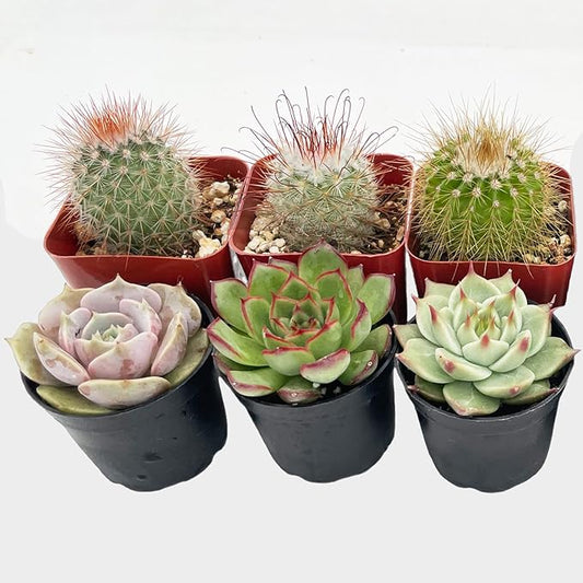 Succulent Plants (6 Pack), Live Succulents Fully Rooted in 2" Grower Pots, Unique Potted House Plant for DIY, Home Decor, Wedding Party Favor (Succulent + Cactus)