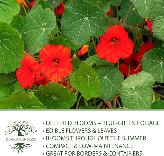 Empress of India Nasturtium Seeds (Tropaeolum nanum) โ 50+ Heirloom Non-GMO Seeds by Islaโs Garden Seeds, Deep Crimson Blooms & Dark Green Foliage, Edible Flowers, Perfect for Gardens & Containers