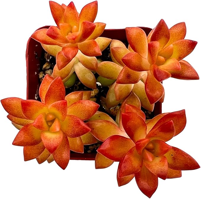 2" Live Succulent 'Sedum adolphii Shooting Stars', Rare Succulent Plants Fully Rooted in Pots, Unique House Plant for DIY, Party Favor, Home Office Decoration