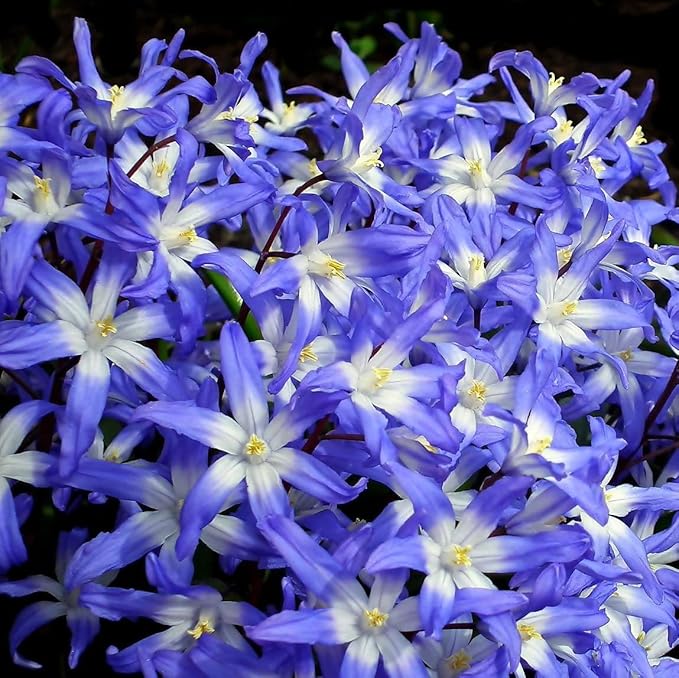 Glory of The Snow Flower Bulbs โ 15 Chionodoxa Bulbs | Purple, Blue & White Star-Shaped Blooms | Early Spring Perennials for Fall Planting | Easy to Grow โ Zones 3โ8 โ Great Garden Gift
