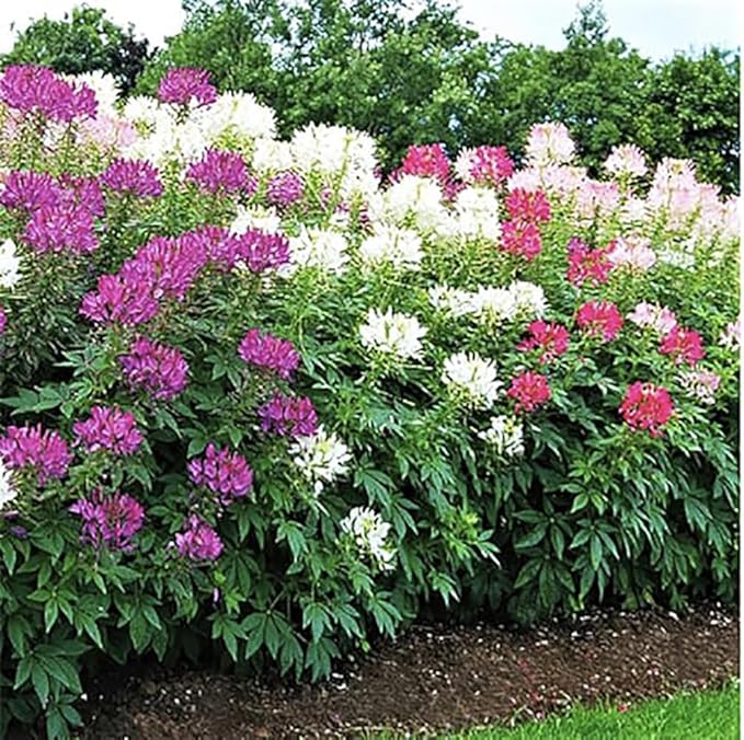Mixed Cleome - Spider Plants - Nectar Flower for Monarch Butterflies - Large Paclage - 5000 Seeds