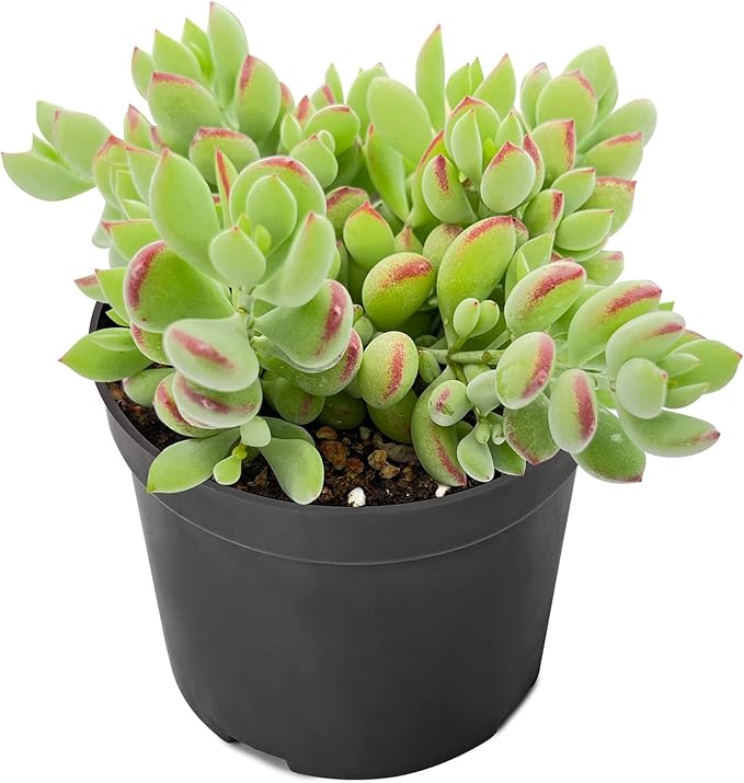 4" Cotyledon Pendens, Live Succulent Fully Rooted in Pots with Soil Mix, Rare House Plant for Home Office Wedding Indoor Outdoor Decoration, DIY Projects, Party Favor