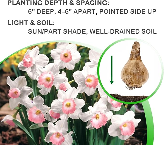 Pink & White Dutch Daffodil Flowers โ 6 Bulbs + Bonus Hummingbird Feeder | Large Cupped Perennials - Spring Bloom | Hardy in Zones 3โ8 | Butterfly & Bee Attracting-Deer Resistant