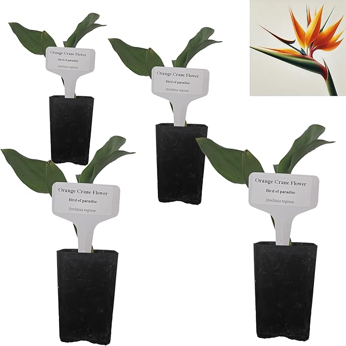 Bird of Paradise - Orange - Strelitzia Reginae. (4 Orange BoP in Cup)