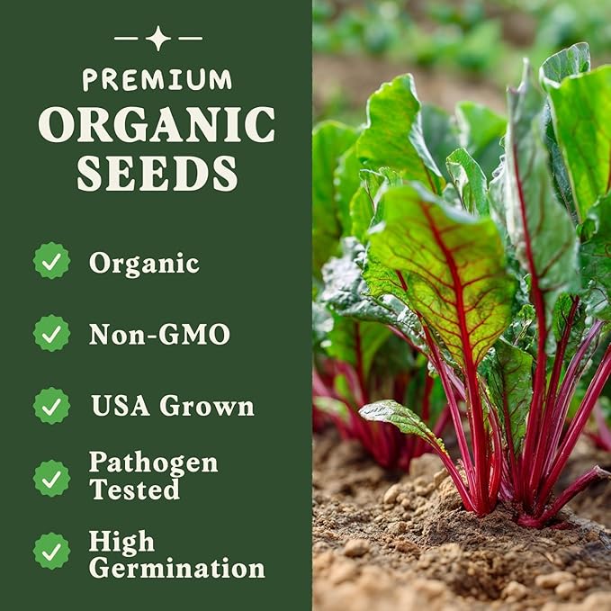 Seedboy Organic Beets Seeds for Planting Indoor and Outdoor, Non-GMO and USDA Certified Vegetable Seed Packet for Hydroponic Garden Indoor or Planting Outdoors (Detroit Dark Red Beets)