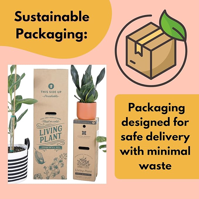 United Nursery Sansevieria Zeylanica Live Indoor Snake Plant 26-32 Shipping Size Shipped Fresh in 9.25 Grower Pot