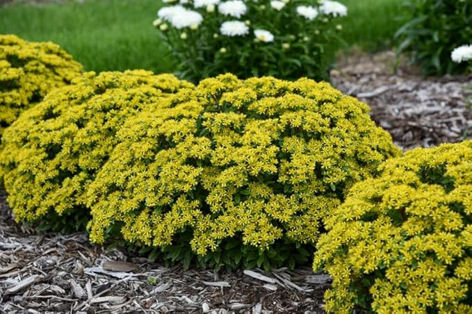 Proven Winners 0.65 Gal, Rock 'N Round™ 'Bright Idea' Stonecrop (Sedum), Live Plant, Yellow Flowers and Green Foliage, 0.65 Gallon (SEDPWP1147103)