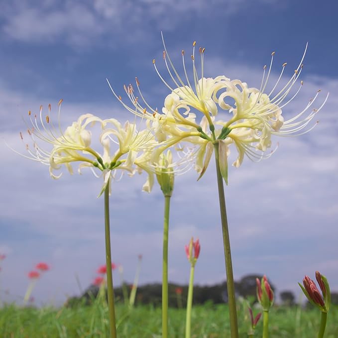 Easy to Grow Lycoris White 'Spider Lily' Plant Bulb (1 Pack) - White Flowering Blooms in Summer to Fall Gardens