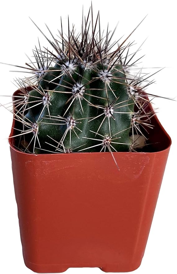 Fat Plants San Diego Mini Cactus Plants in Plastic Planters