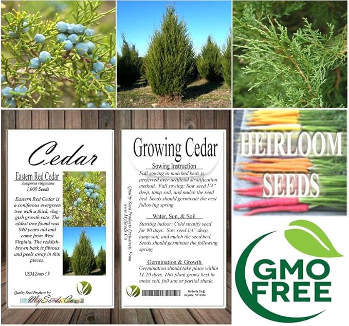 Cedar, Dogwood, Pine, Redwood, Spruce, Tree Seed by MySeeds.Co, You Choose The Color n Quantity (1 Pack, Eastern Red Cedar - Big Pack)