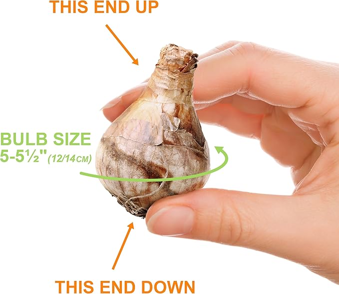 Garden State Bulb Narcissus Tete-a-Tete Daffodil Flower Bulbs, 12/14cm, Fall Planting (Bag of 100)