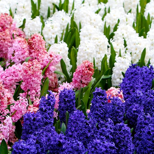 50 Mixed Hyacinth Bulbs – Fragrant Spring Flowers in Assorted Colors – Ideal for Beds & Containers – Bulk of Spring-Blooming Flowers – Easy Fall Planting - Plant in Gardens & Borders - Willard & May