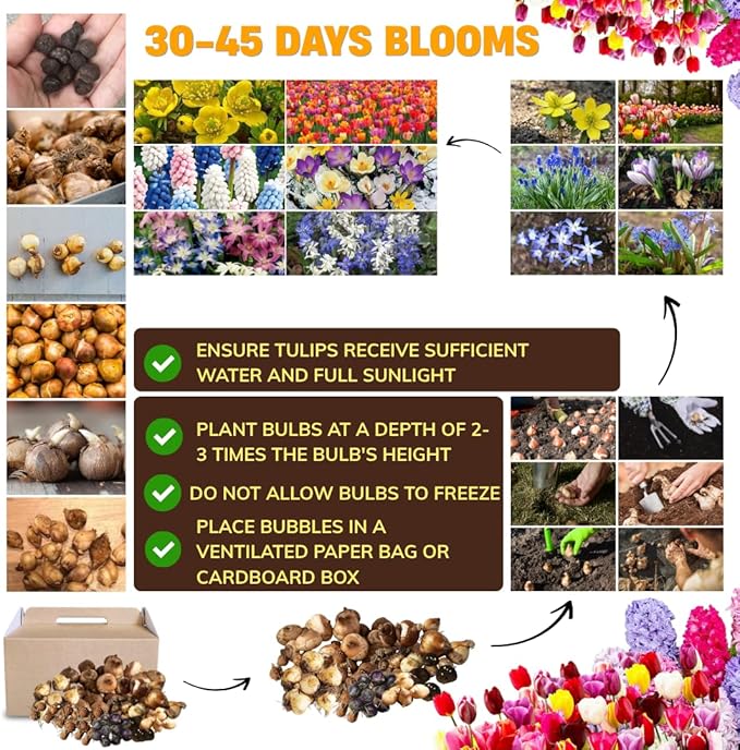 50 Days Blooms Mixed Flower Bulbs, Earliest Spring Blooms, Vibrant Colorful, Cold Hardy, Top Size Bulb for Easy Care, Flowerbeds